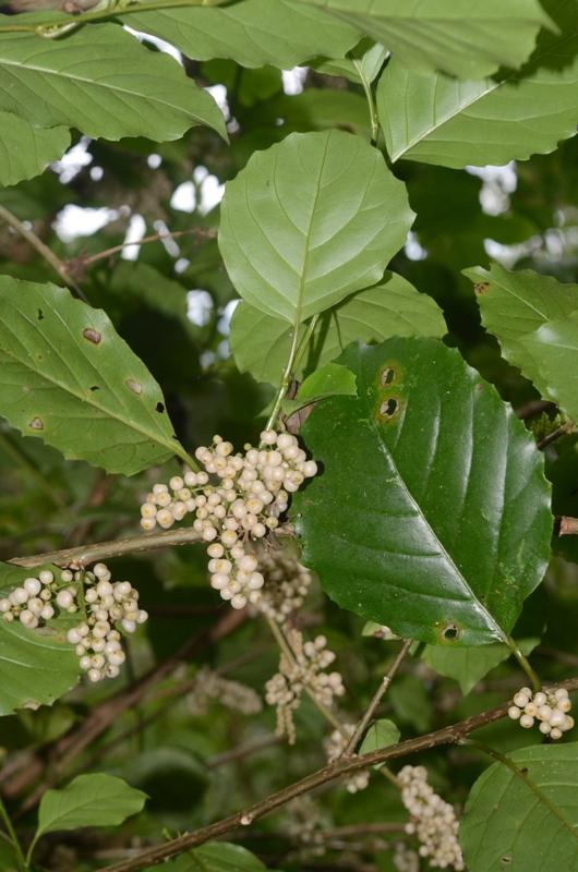 Maesa tomentosa